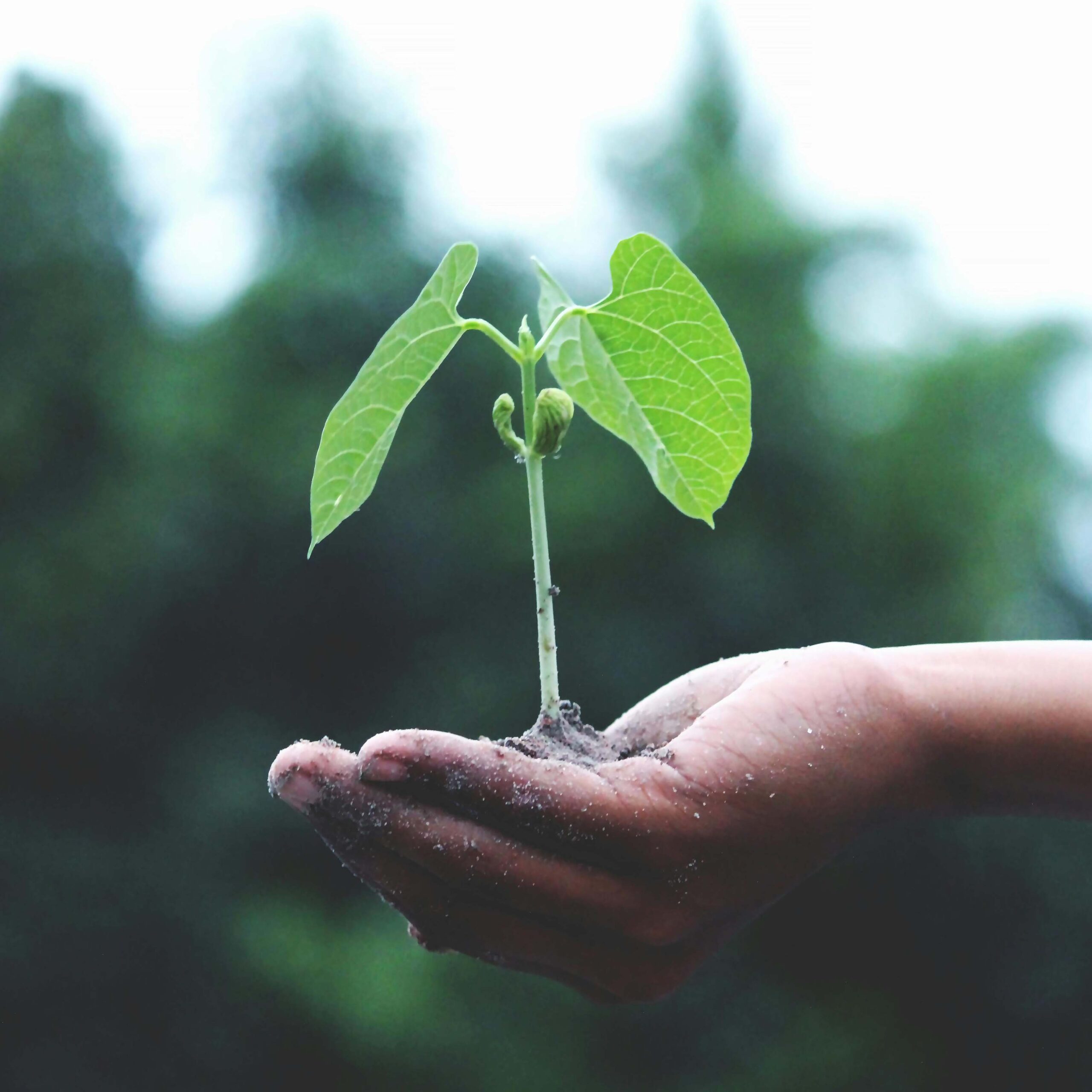 Plant in hand