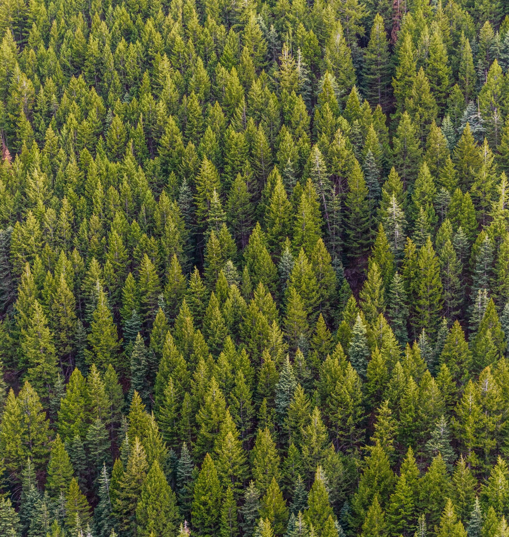 pexels-matthew-montrone-230847-1179229